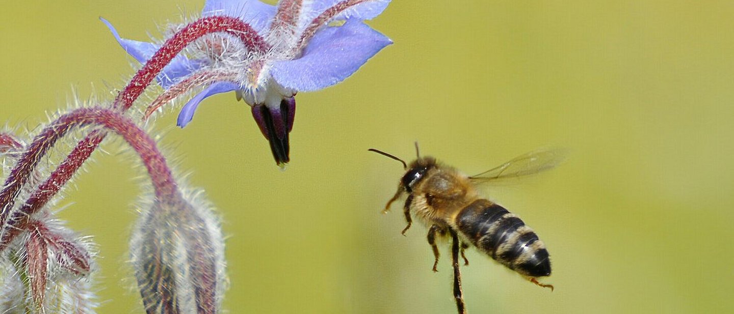 Nahaufnahmer einer Biene auf Nahrungssuche. Sie fliegt auf eine blaue Blüte einer Wiesenpflanze zu.