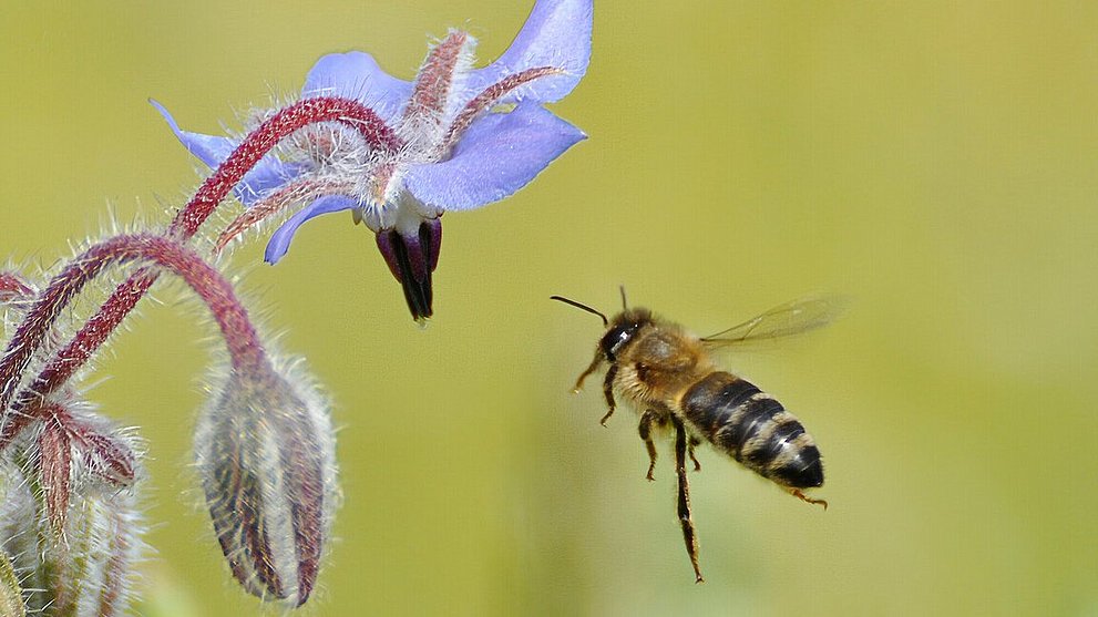 Nahaufnahmer einer Biene auf Nahrungssuche. Sie fliegt auf eine blaue Blüte einer Wiesenpflanze zu.