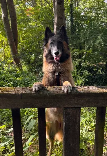 Hund von Vanessa: Evoli