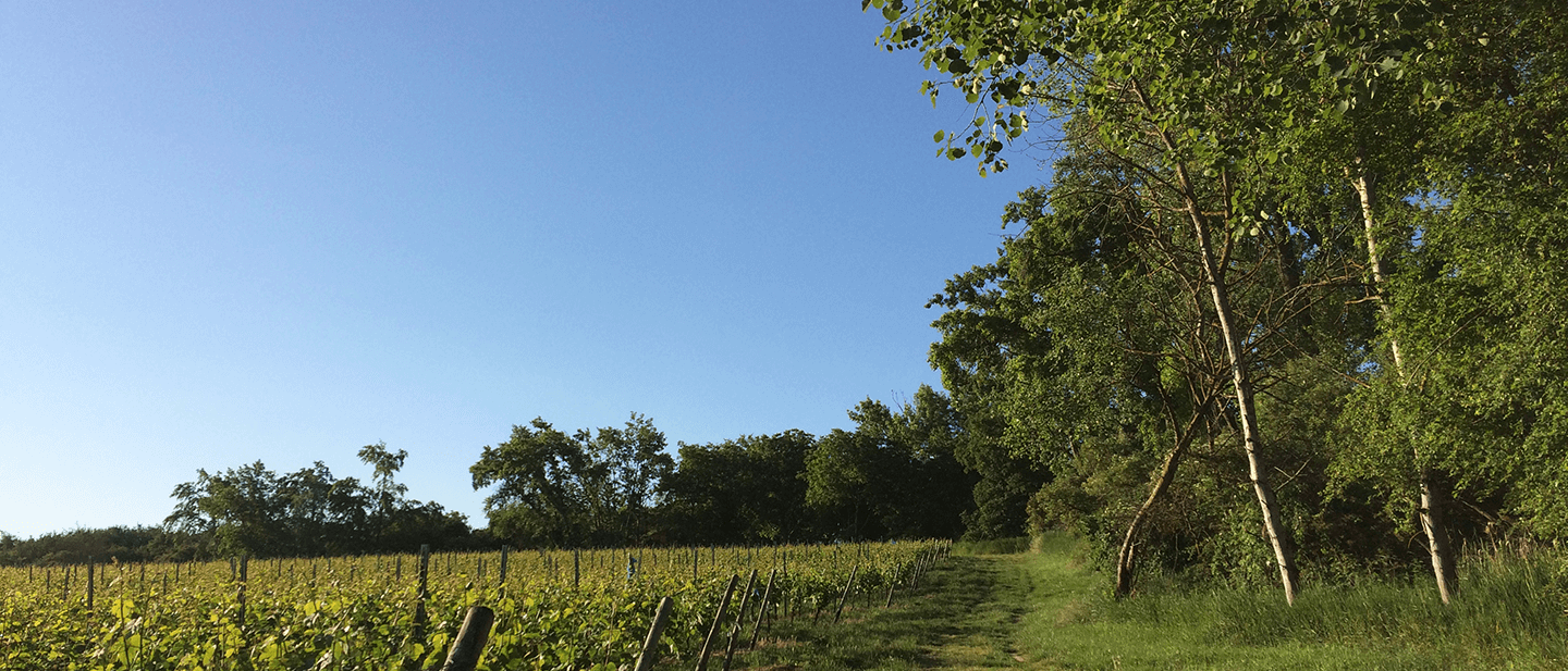Weinberg in Rheinhessen