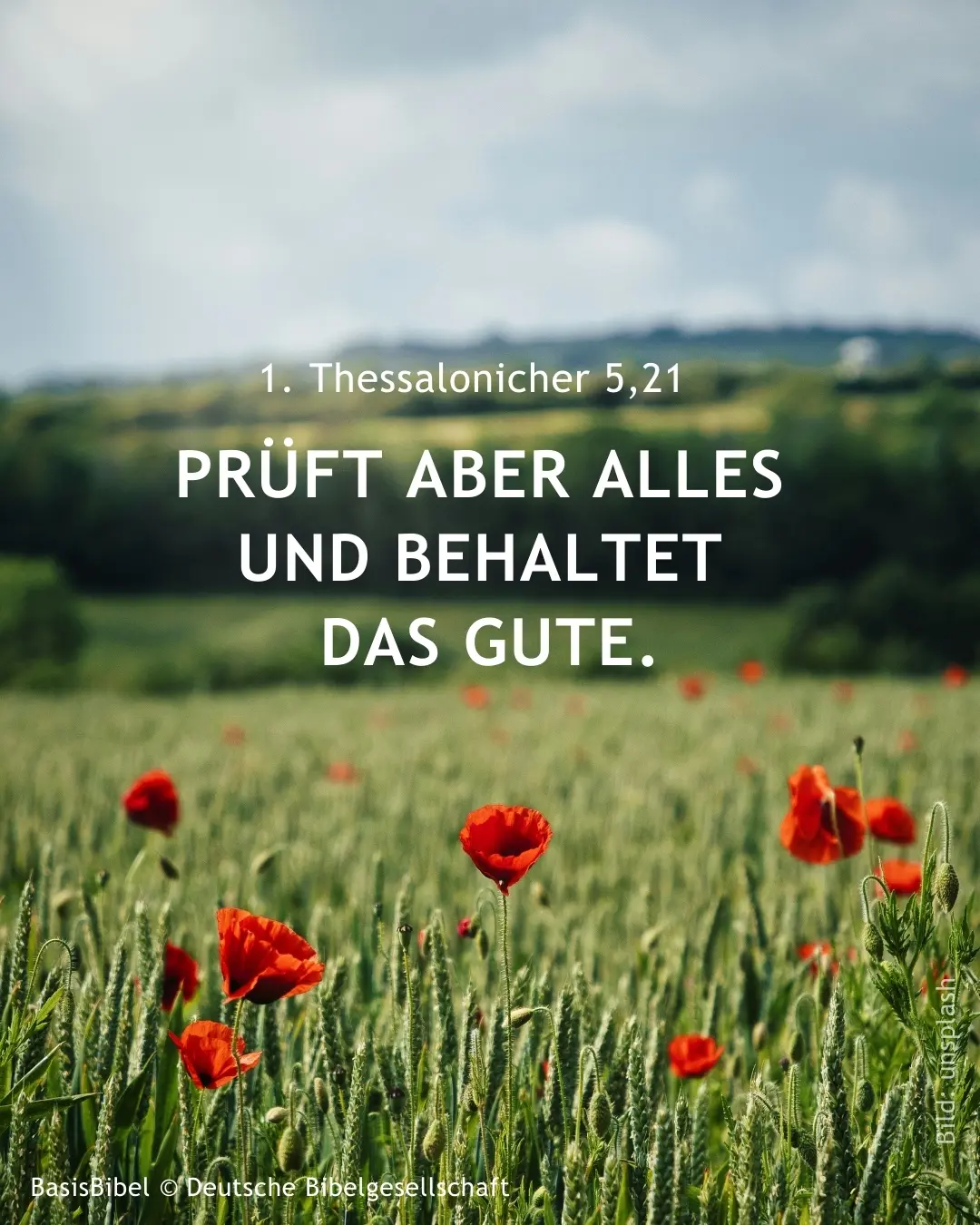 Getreidefeld mit Mohnblumen und Bibelzitat