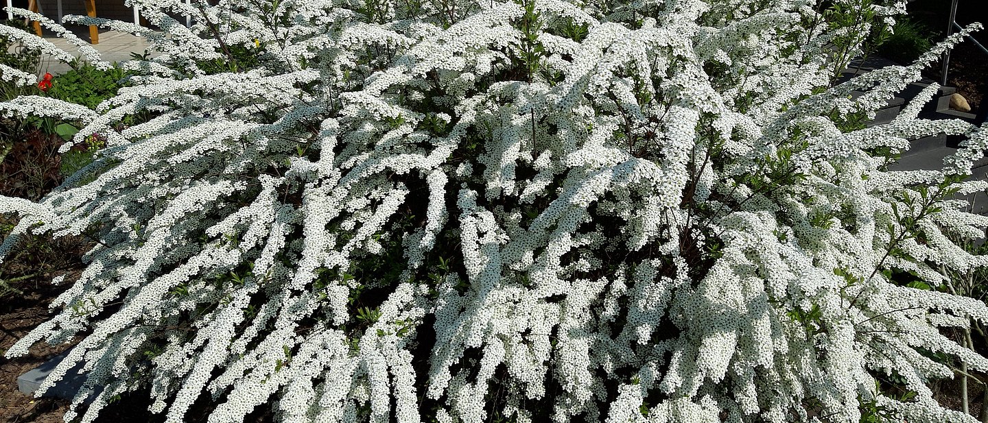 Helle Blumen
