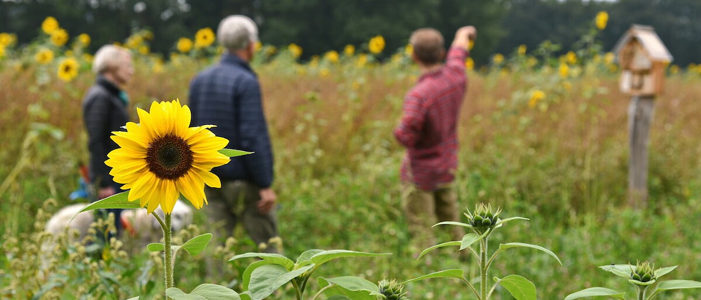 Drei Menschen und ein Hund stehen in einem Feld mit Sonnenblumen