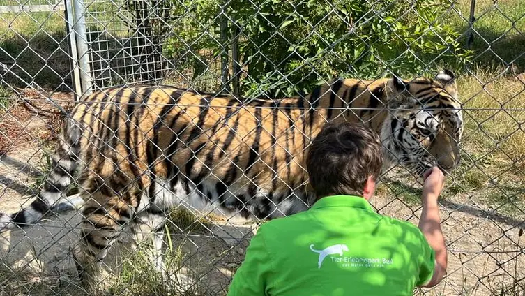 Bilder vom Ausflug der Maxikinder in den Tierpark Bell und der anschließend Abschlussfeier in der KiTa!