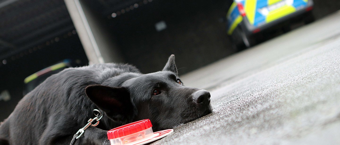 Ein Polizeihund liegt mit der Schnautze auf dem Boden. Neben ihm liegt eine Polizeikelle mit Rotlicht. Im Hintergrund steht ein Polizeifahrzeug.