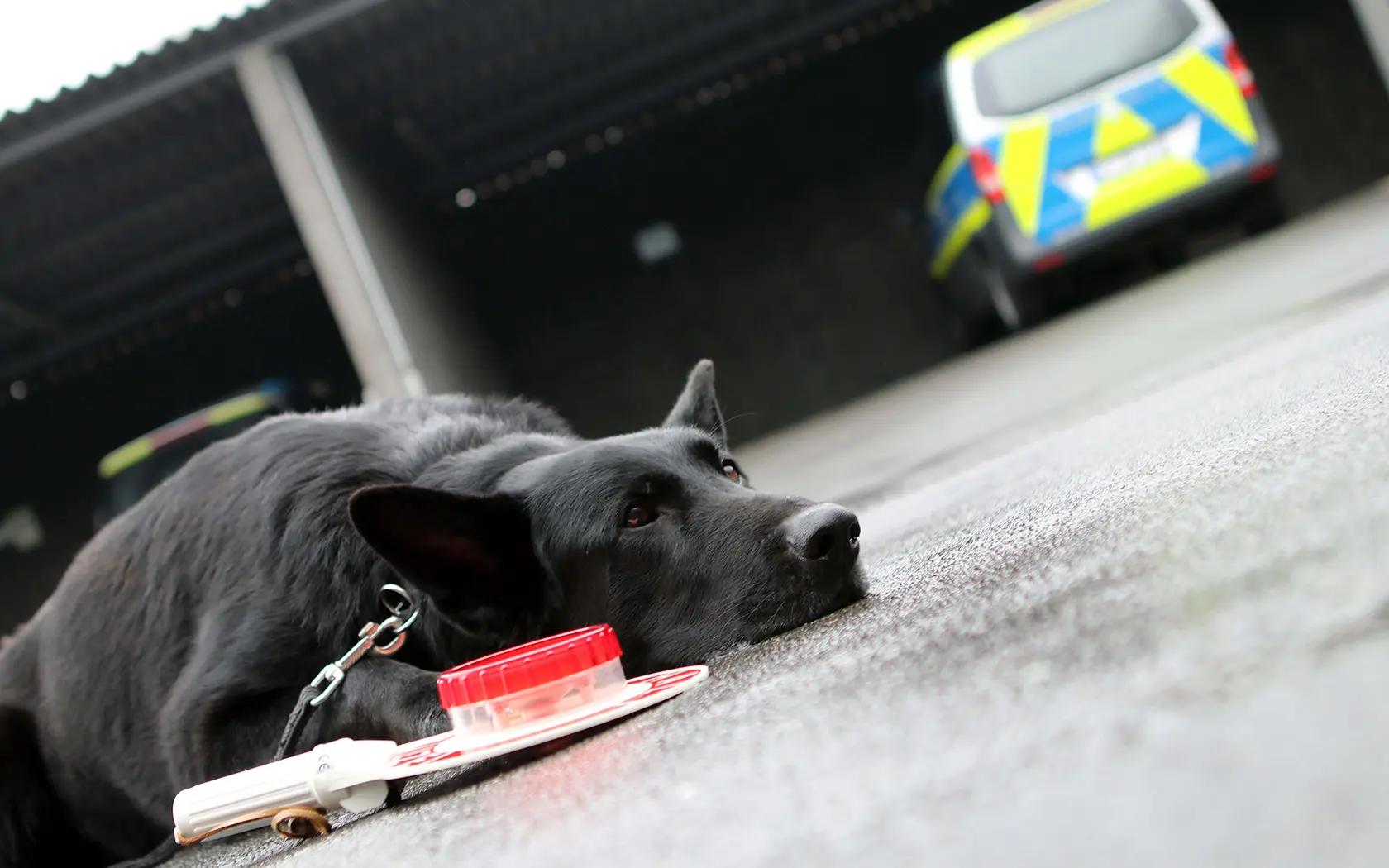 Ein Polizeihund liegt mit der Schnautze auf dem Boden. Neben ihm liegt eine Polizeikelle mit Rotlicht. Im Hintergrund steht ein Polizeifahrzeug.