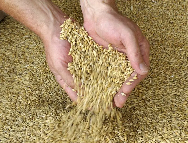 Das Foto zeigt wie Getreidekörner aus zwei vollen Händen auf einen Untergrund aus Getreidekörnern rieseln. 