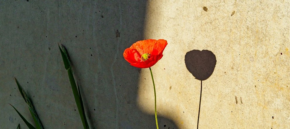 Eine leuchtend rote Mohnblume wirft einen herzförmigen Schatten auf eine sonnenbeschienene Wand