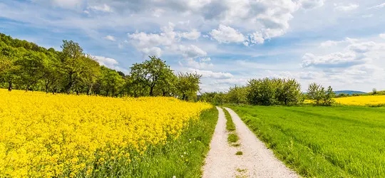 Feldweg zwischen blühendem Rapsfeld und grüner Wiese unter blauem Himmel mit Wolken.