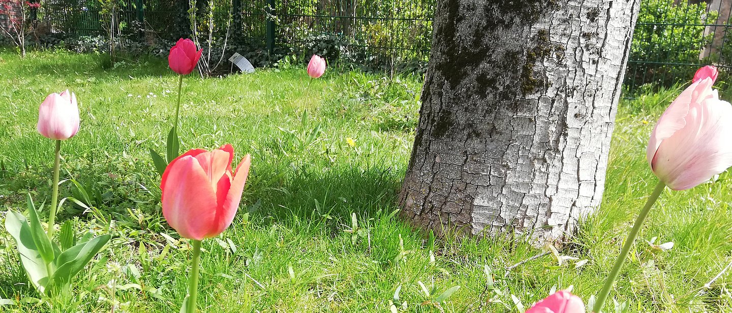 ESG Garten, Blumen, Grün, Tulpen