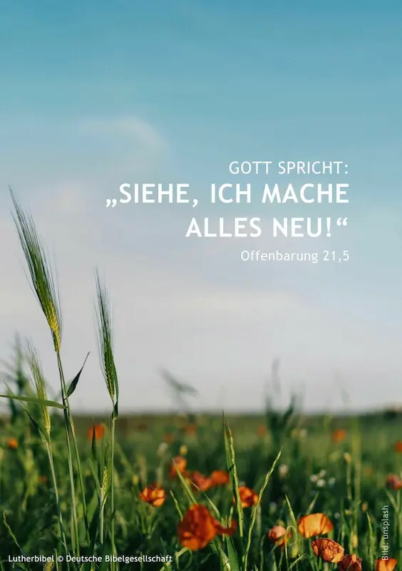 Bildmotiv: Feld mit Wiesenblumen