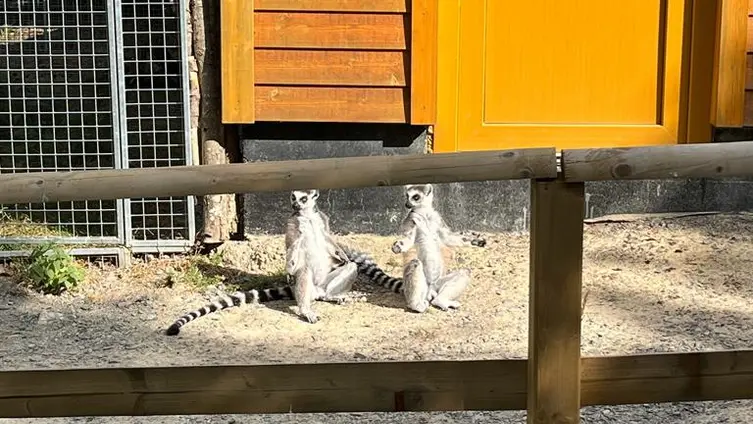 Bilder vom Ausflug der Maxikinder in den Tierpark Bell und der anschließend Abschlussfeier in der KiTa!