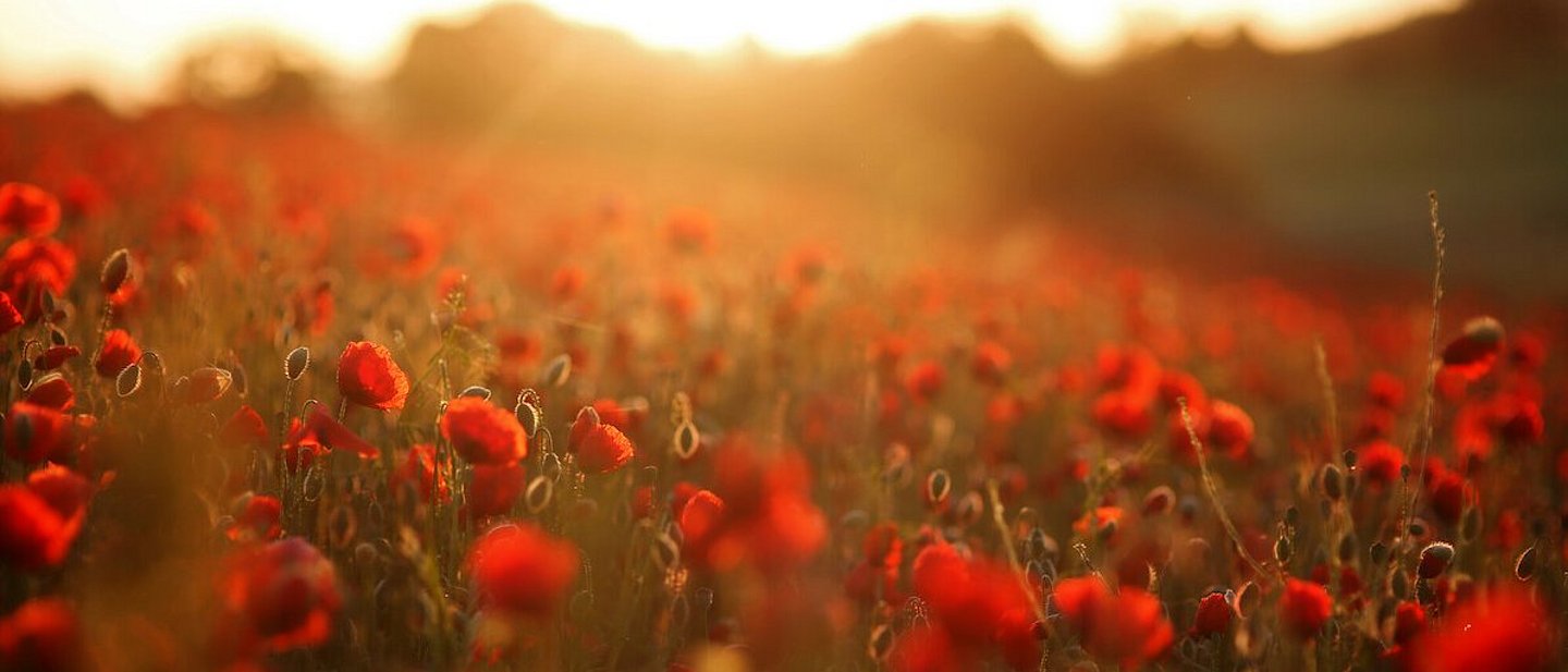 Mohnblüten auf einem Feld im Sonnenlicht