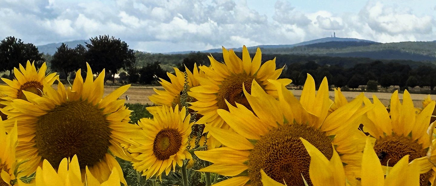 Sonnenblumen eines Sonnenblumenfeldes sind vor der Silouhette des Taunuskamms mit dem Feldberg im Hintergrund zu sehen. 