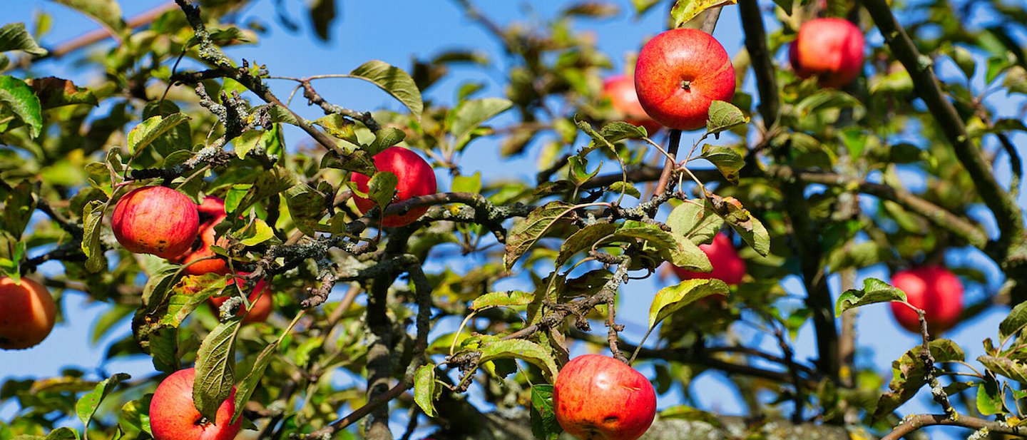 Äpfel hängen an den Ästen eines Apfelbaumes vor blauem Himmel.