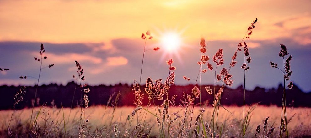 Gräser im Sonnenuntergang