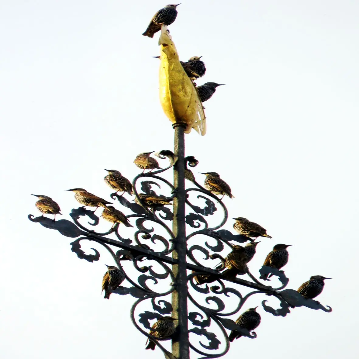 Wetterhahn der Kirche mit vielen Durchreisenden