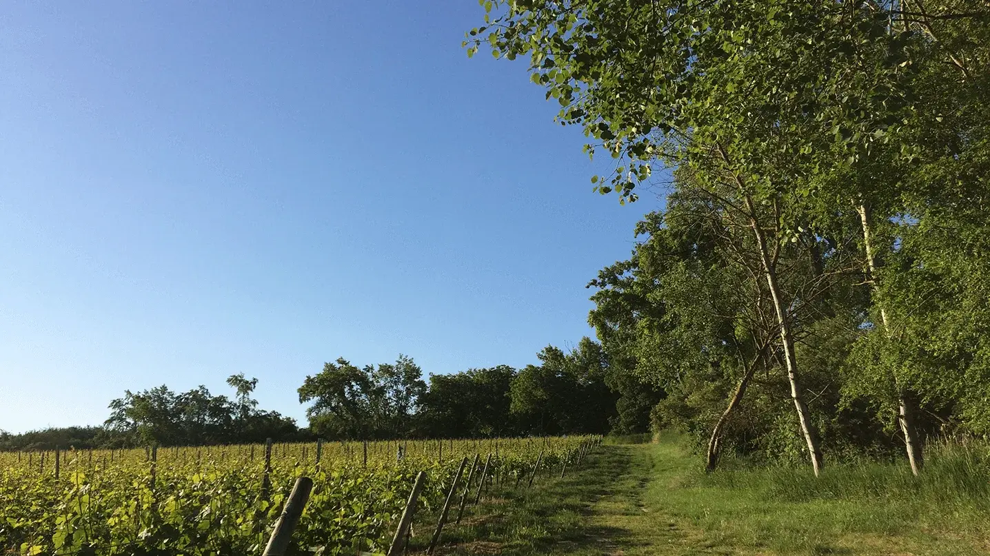 Weinberg in Rheinhessen