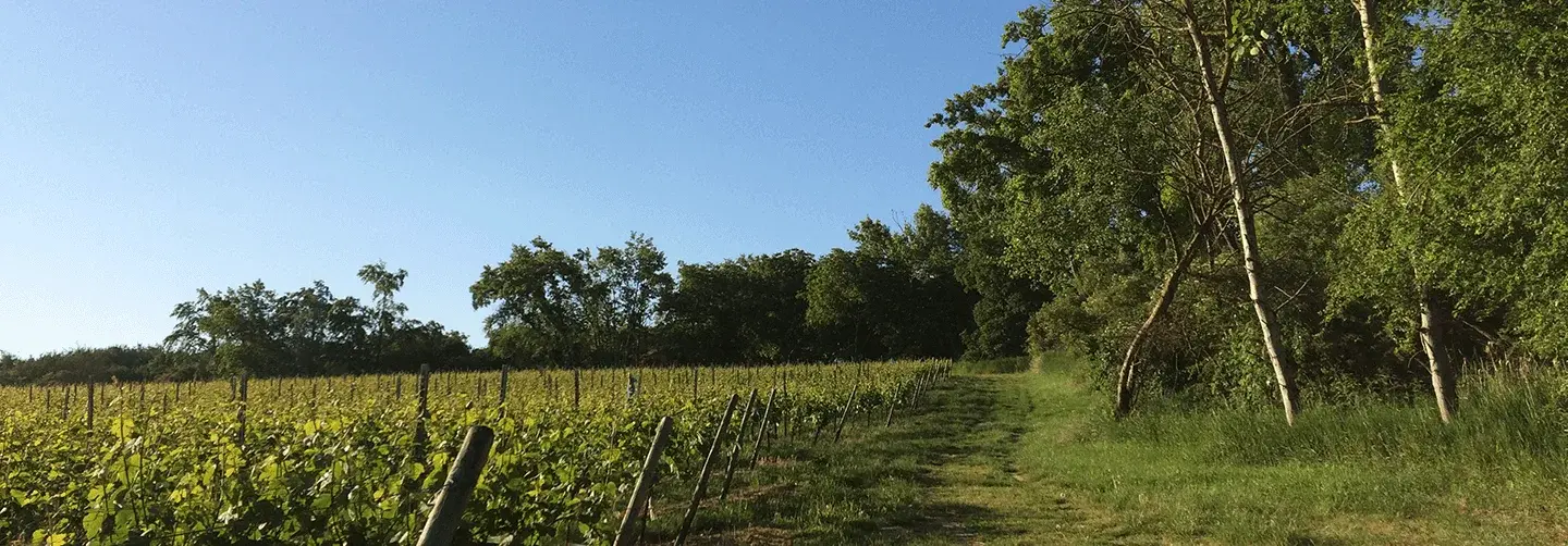 Weinberg in Rheinhessen