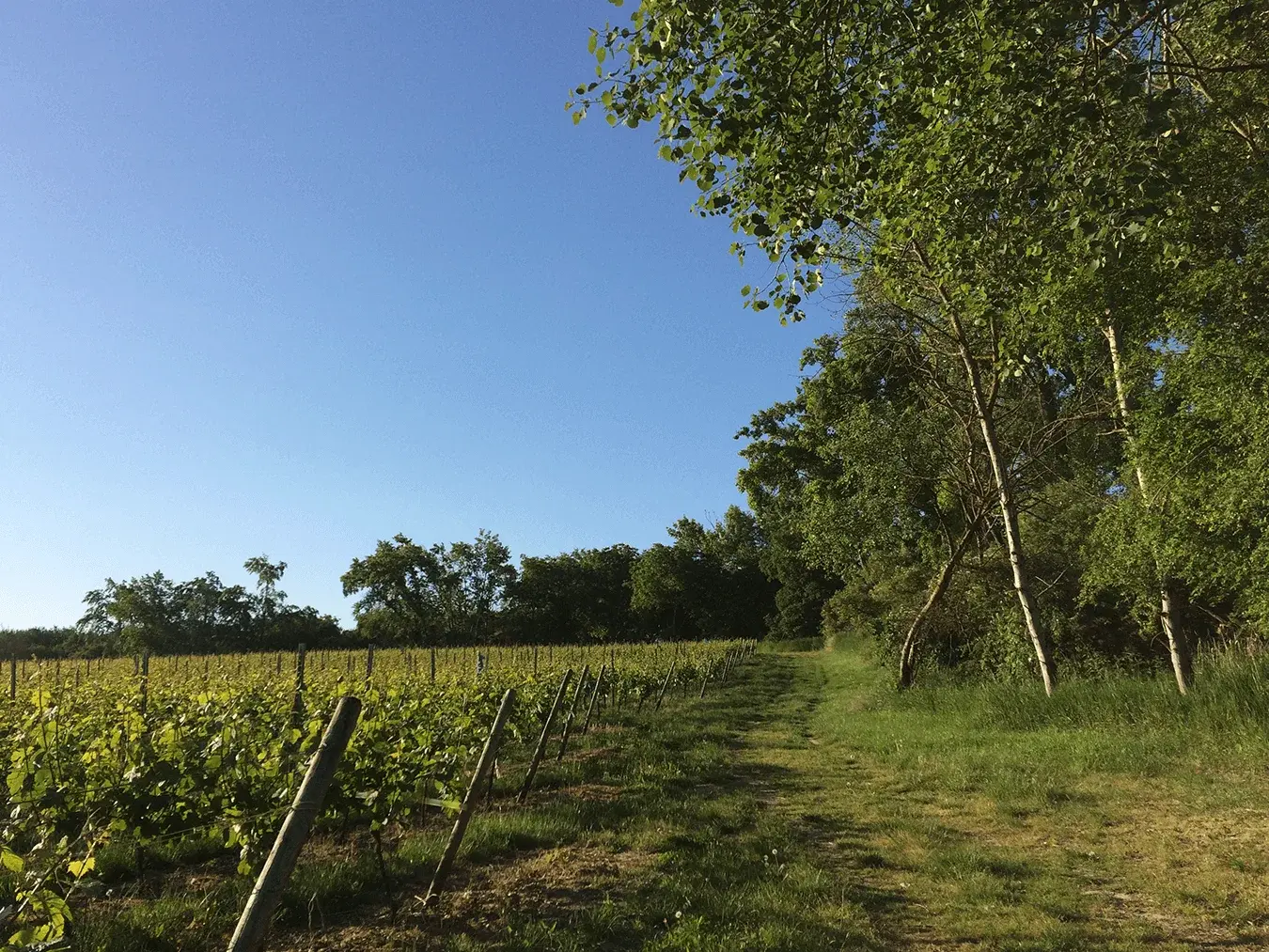 Weinberg in Rheinhessen
