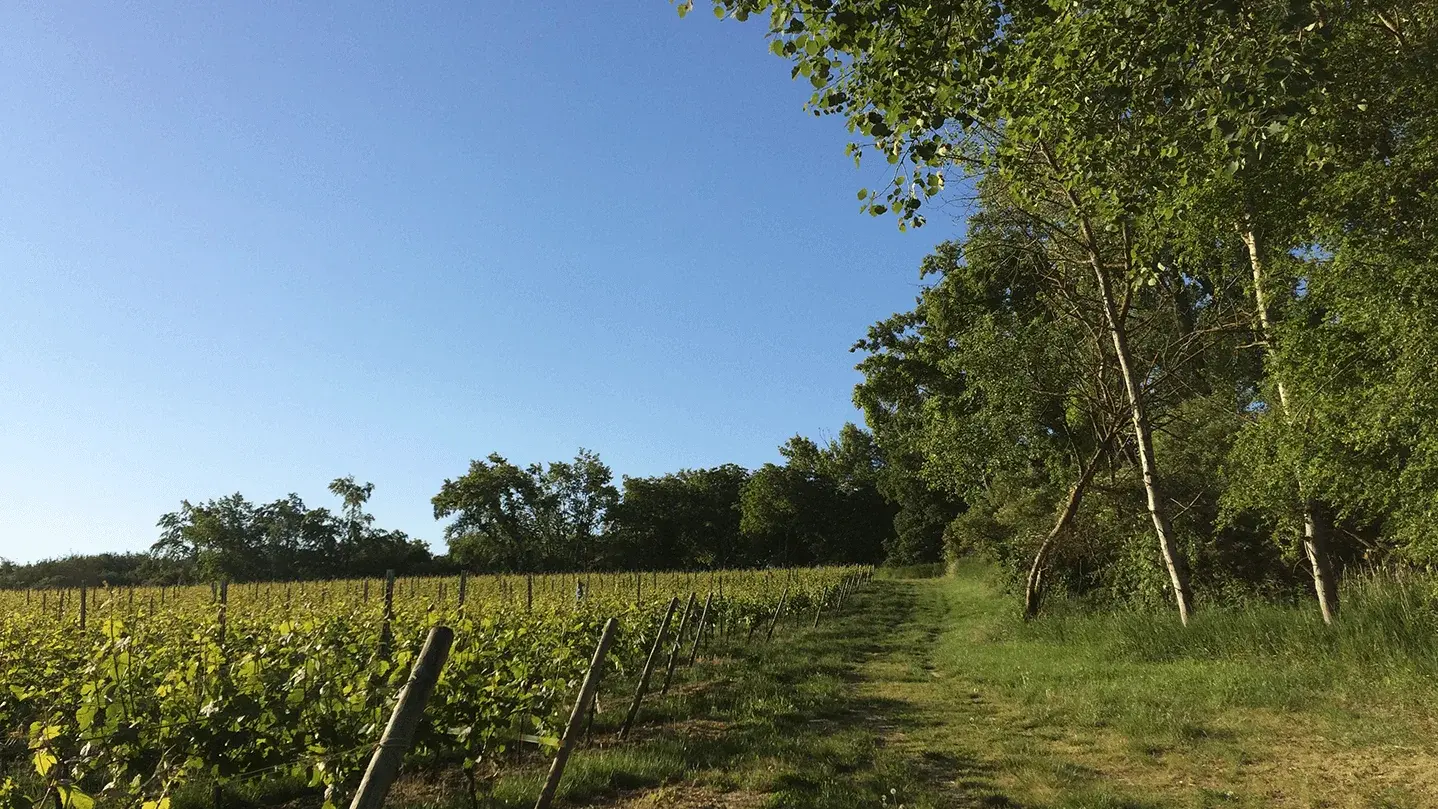 Weinberg in Rheinhessen
