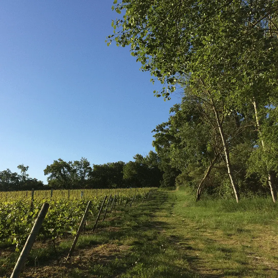 Weinberg in Rheinhessen