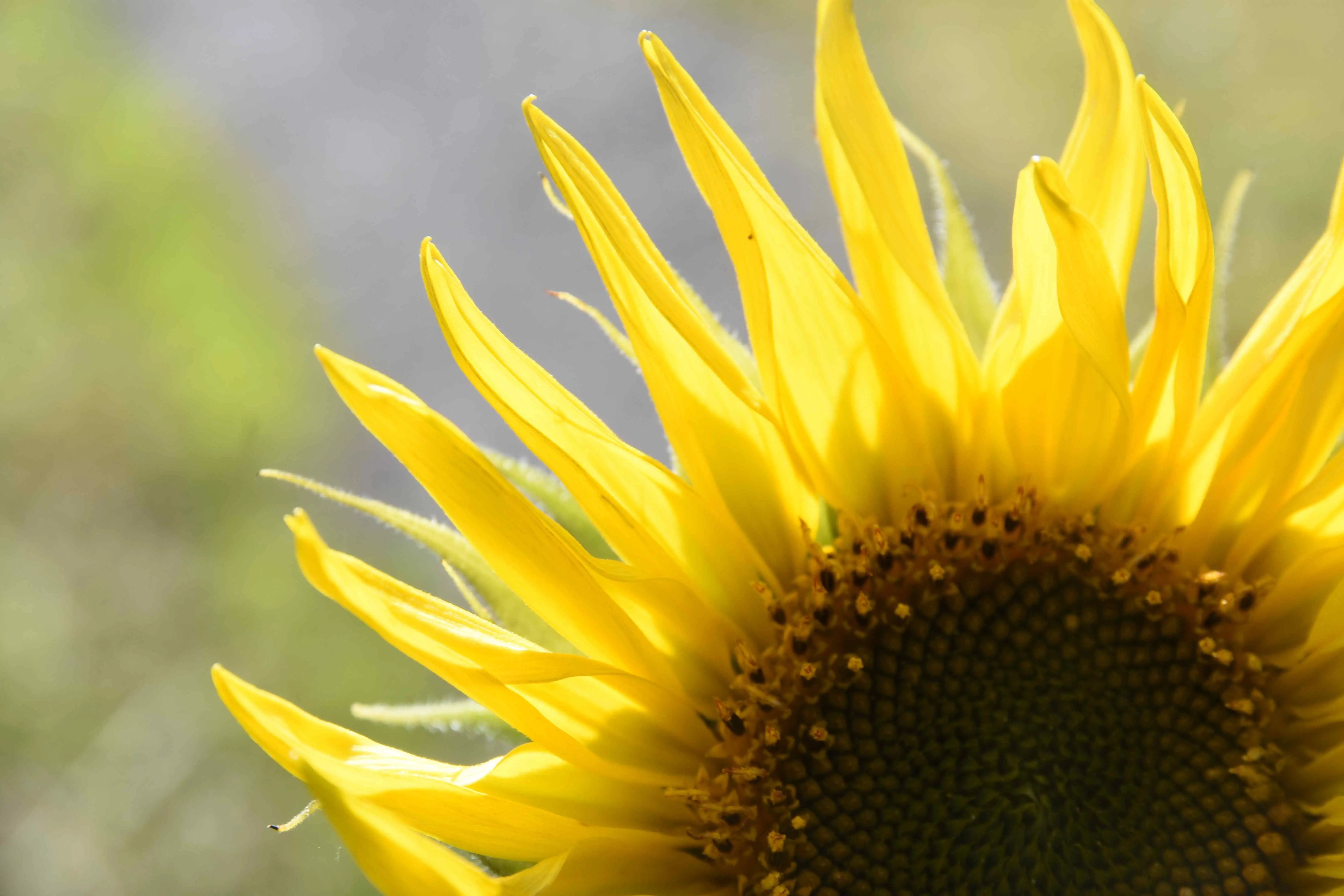 Detailaufnahme einer Sonneblume, man sieht etwa ein Viertel der großen Blüte