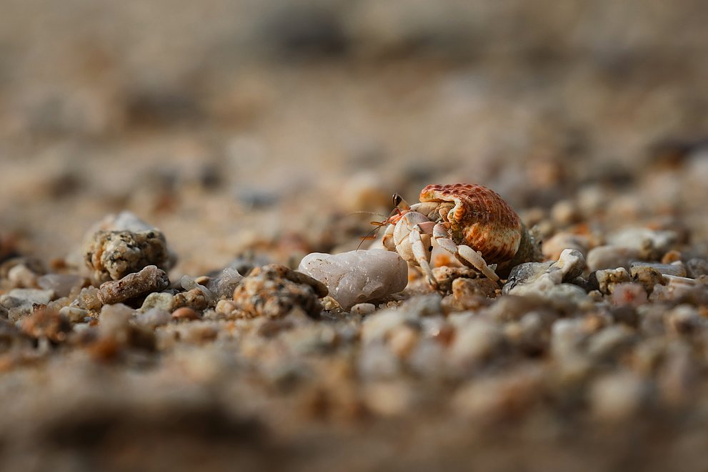Muscheln am Strand