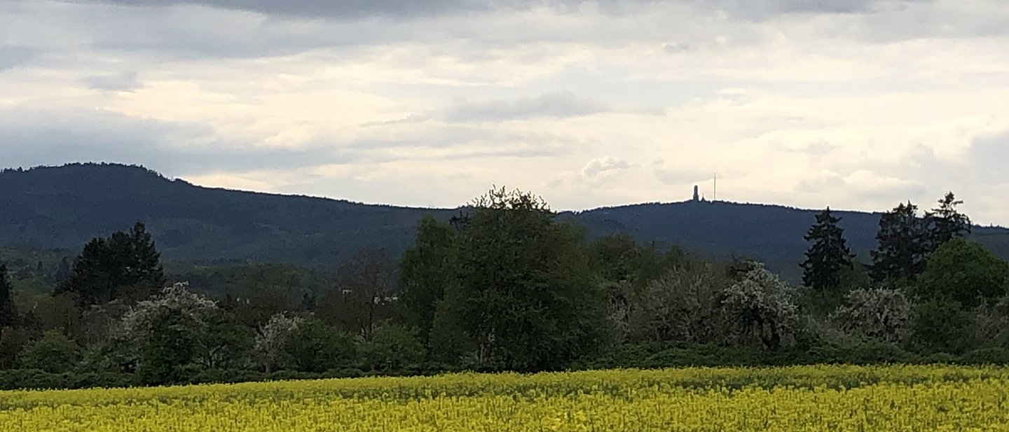 Das Bild zeigt ein gelbes Rapsfeld mit dem Feldberg im HIntergrund
