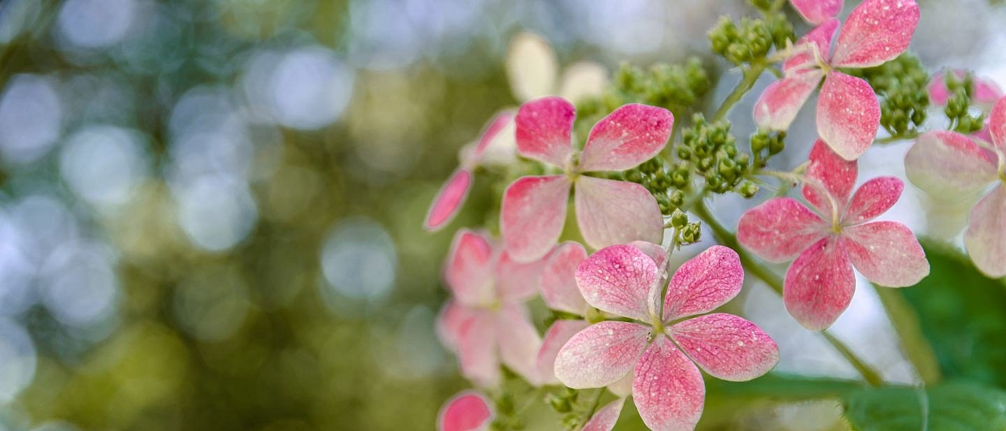 Grüner Zweig mit rosanen Blüten