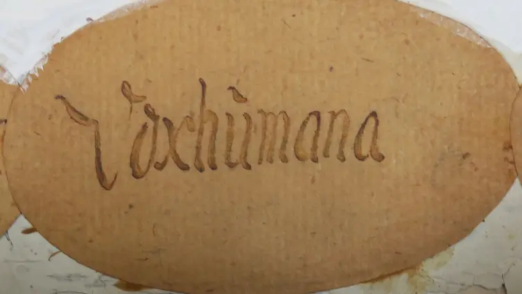 Manual - Vox humana 8' - Der Klang soll an die singende menschliche Stimme erinnern