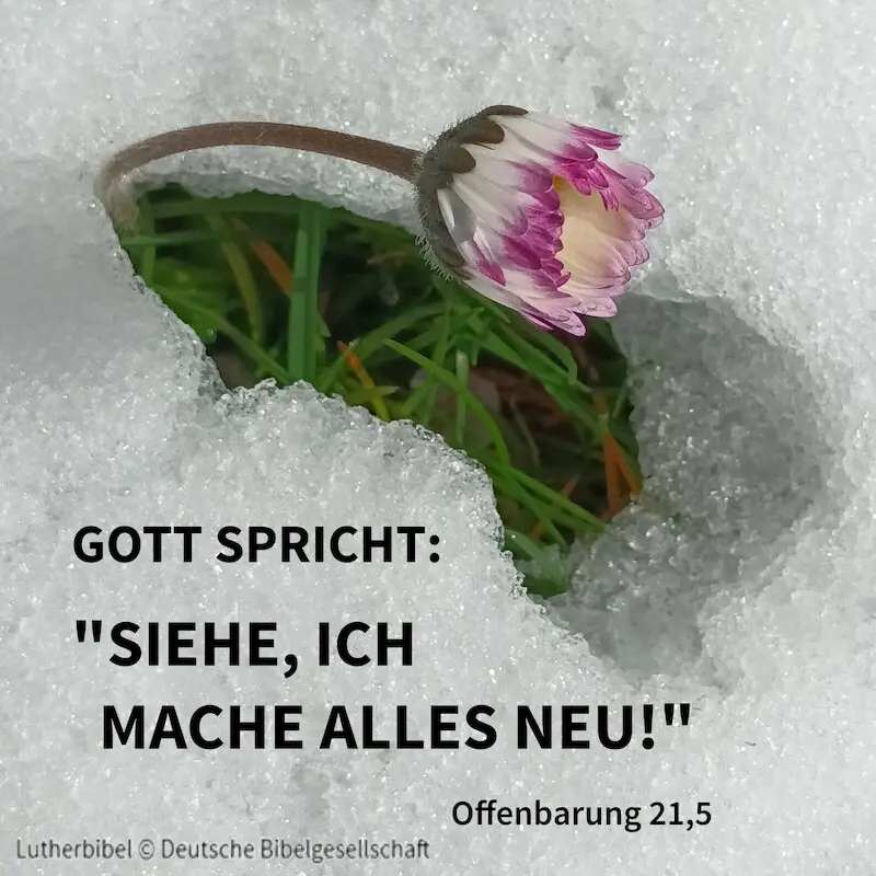 Das Bild zeigt ein blühendes Gänseblümchen im Schnee und den Text der Jahreslosung 2026.