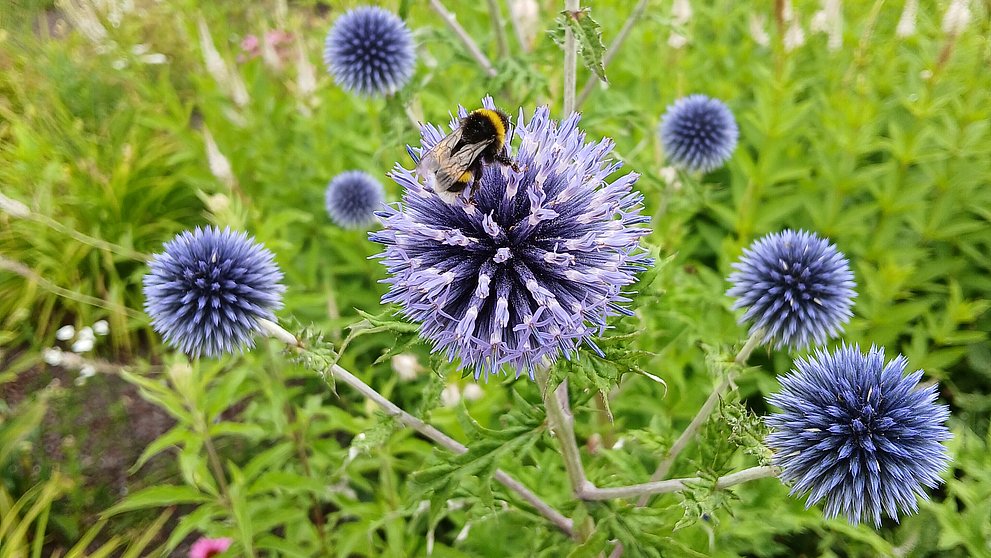 Distel mit Hummel Sommer