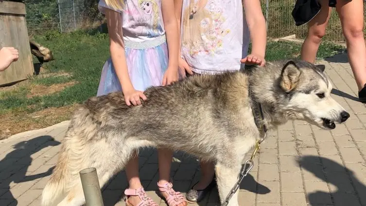 Bilder vom Ausflug der Maxikinder in den Tierpark Bell und der anschließend Abschlussfeier in der KiTa!