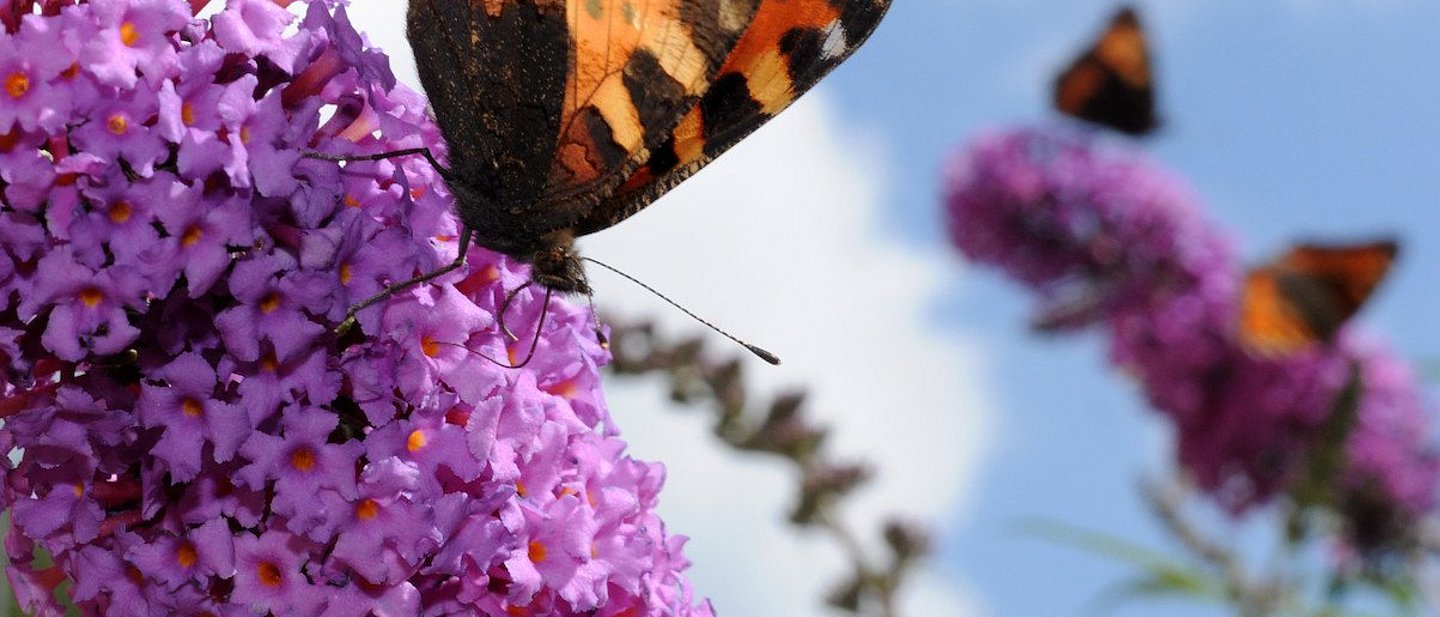 Schmetterlinge sitzen an Fliederblüten.