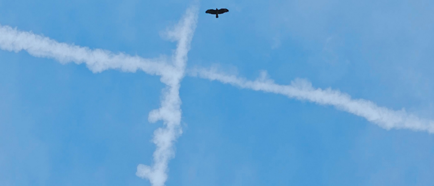 Ein Vogel kreist am blauen Himmel mit einem Kreuz aus Wolken