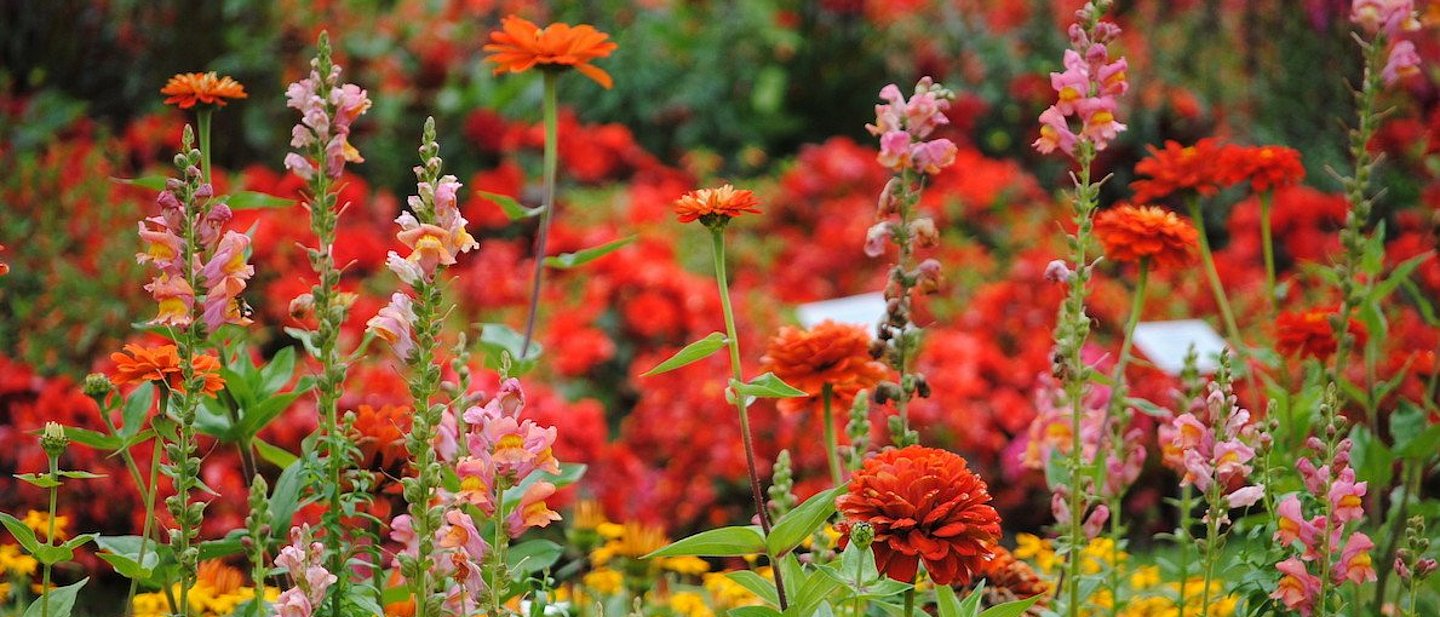 Auf dem Bild sind eine Vielzahl an roten, gelb-orangen und rosa Blumen zu sehen.
