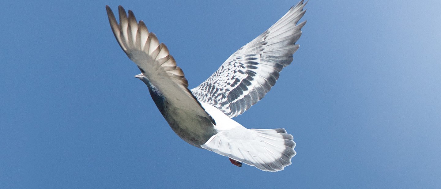 Eine Taube fliegt nach oben in den blauen Himmel