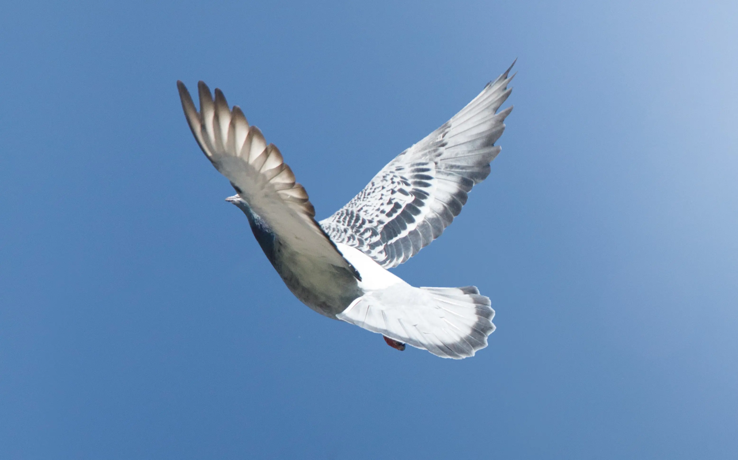 Eine Taube fliegt nach oben in den blauen Himmel