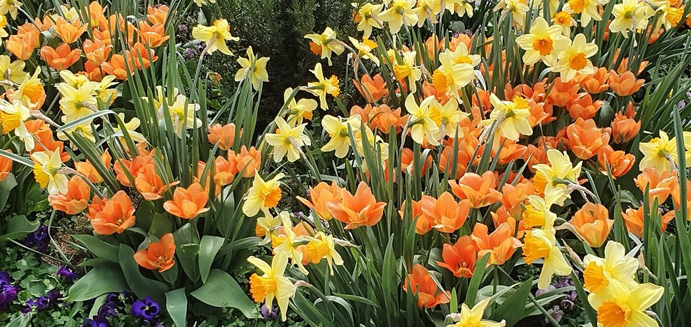 Tulpen gelb und orange