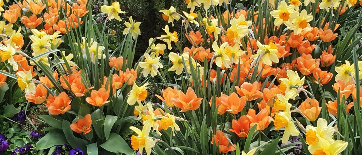 Tulpen gelb und orange