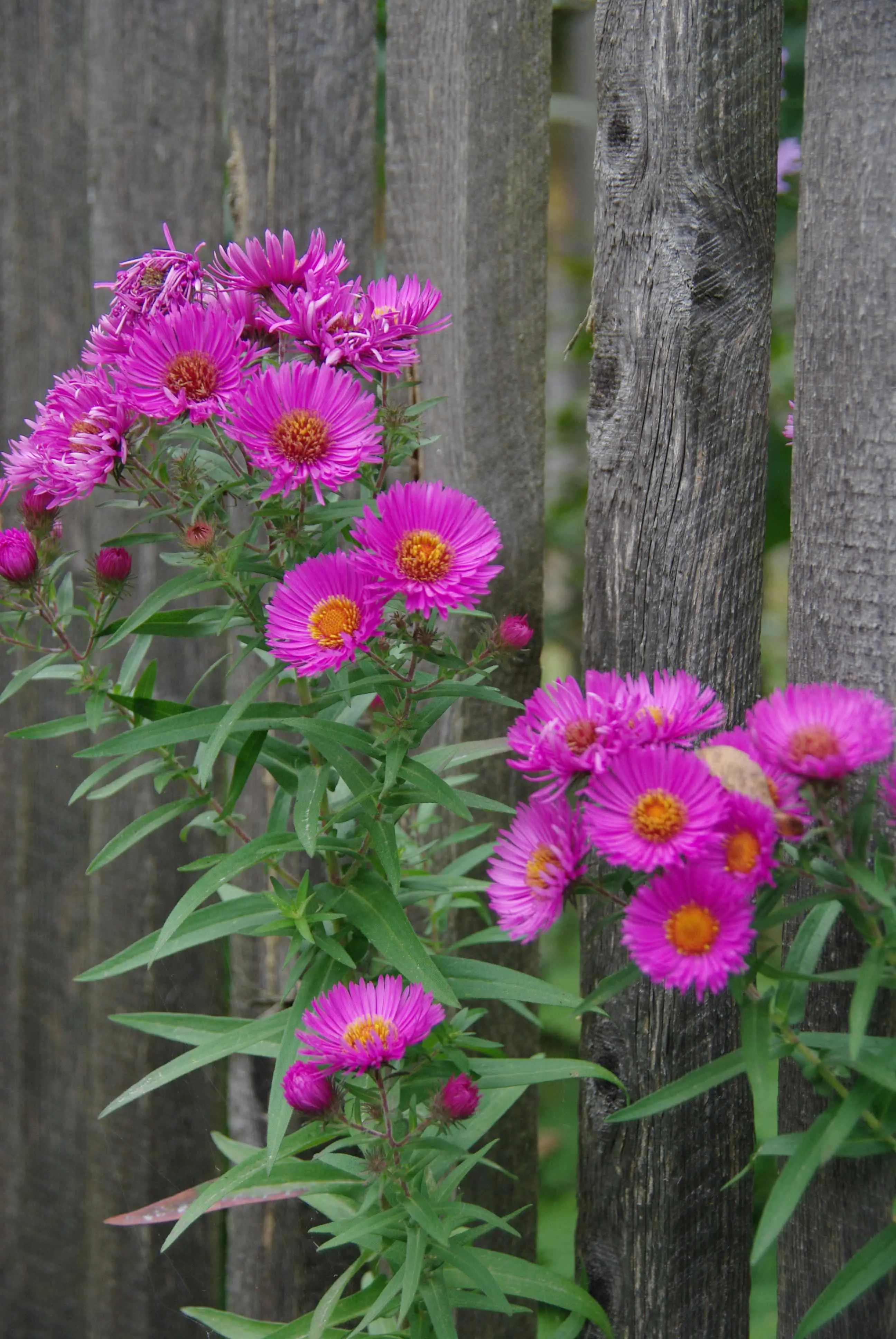 pinkfarbene Blüten einer Herbstaster schieben ihre Köpfe durch die grauen Latten eines Holzzauns