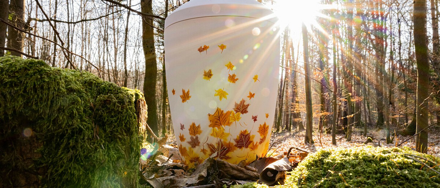 Symbolbild mit Urne - Der RuheForst im Stiftswald Kaufungen. Im Vordergrund sind bemooste Steine im Bild - im Bildhintergrund kahle Bäume und eine sternenförmige Sonne mit Lichtreflexen im Gegenlicht.
