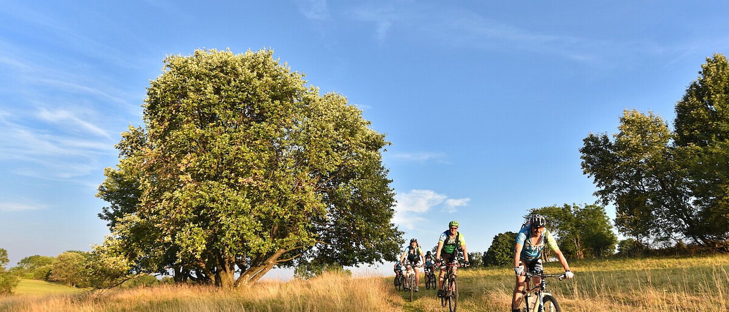 Eine Gruppe Mountainbiker fährt an einem Sommertag durch ein Feld.