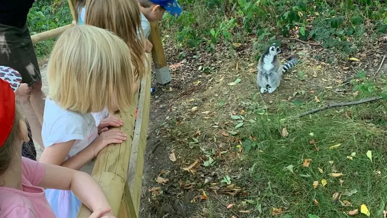 Bilder vom Ausflug der Maxikinder in den Tierpark Bell und der anschließend Abschlussfeier in der KiTa!