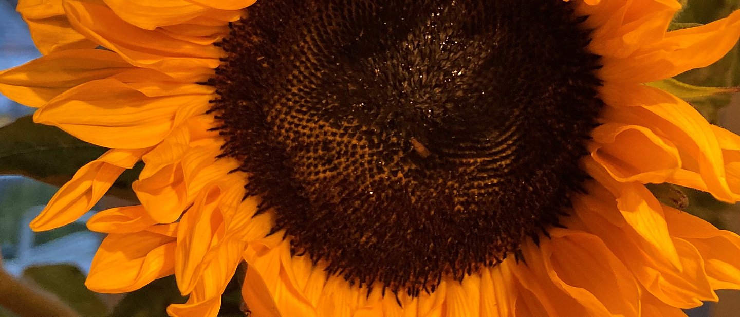 Zu sehen ist eine bildfüllende, blühende Sonnenblume von vorne. Die Farben sind gelb und dunkelbraun.