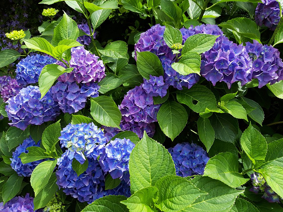 Hortensien
