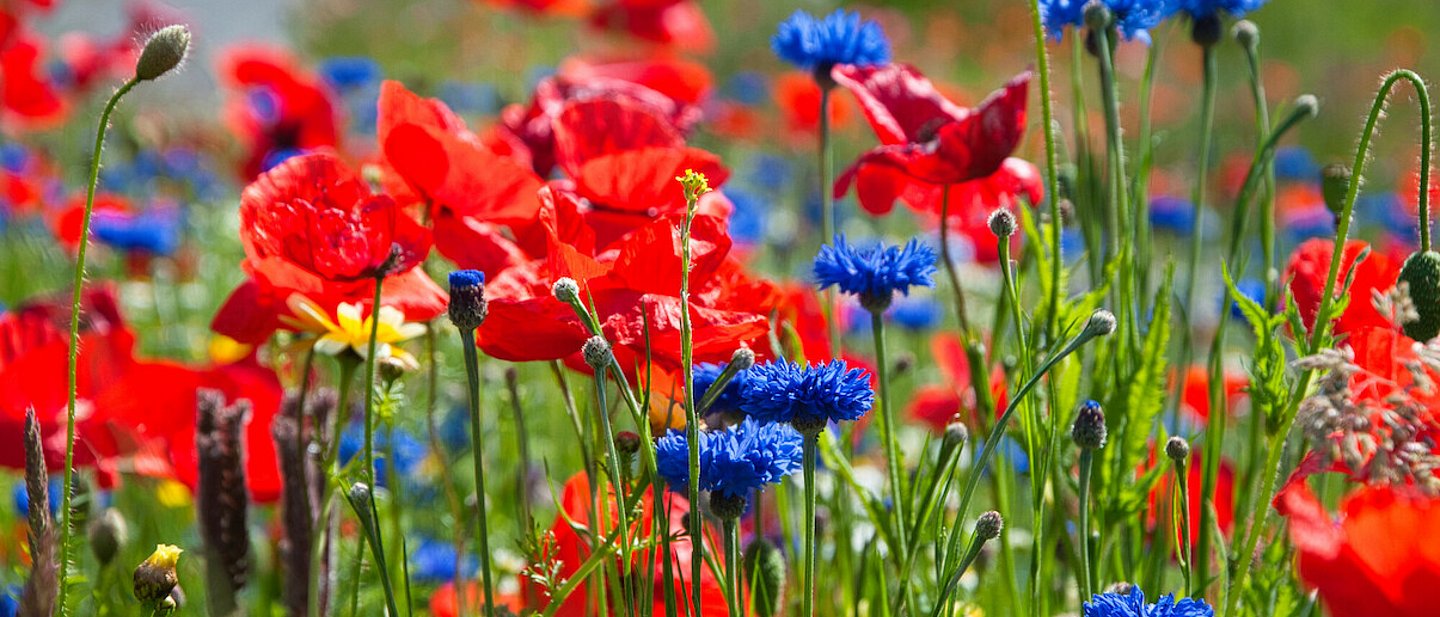 Sommerwiese mit roten Mohn- und blauen Kornblumen