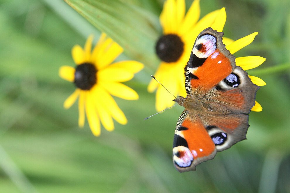 Ein bunter Schmetterling sitzt auf einer gelben Blüte