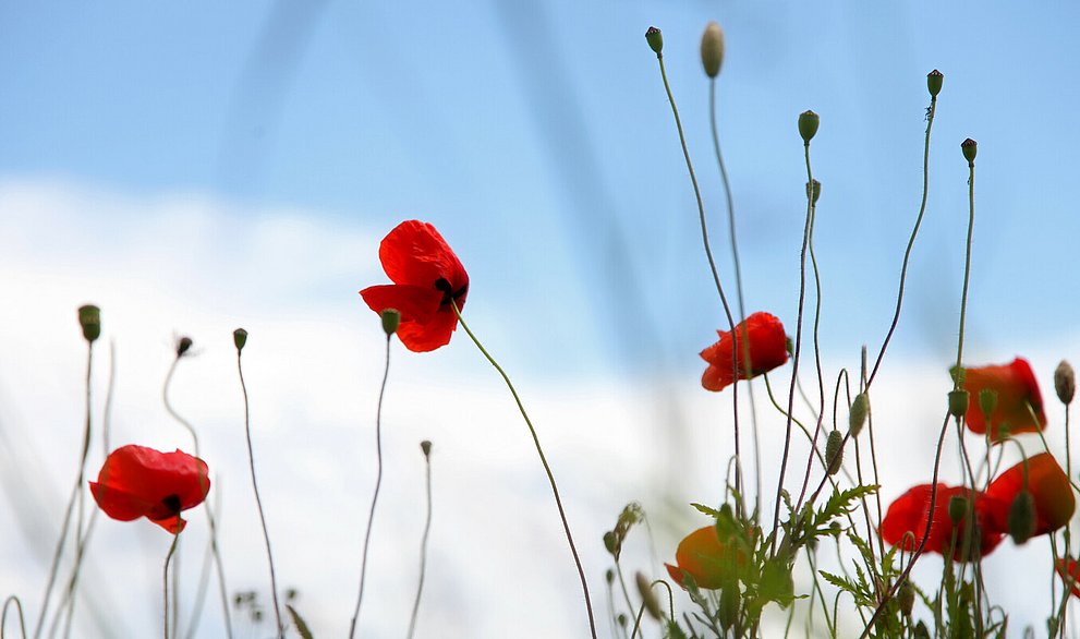Nahaufnahme von Mohnblüten auf einem Feld. Im Hintergrund ist ein blauer Himmel mit Wolken zu sehen.
